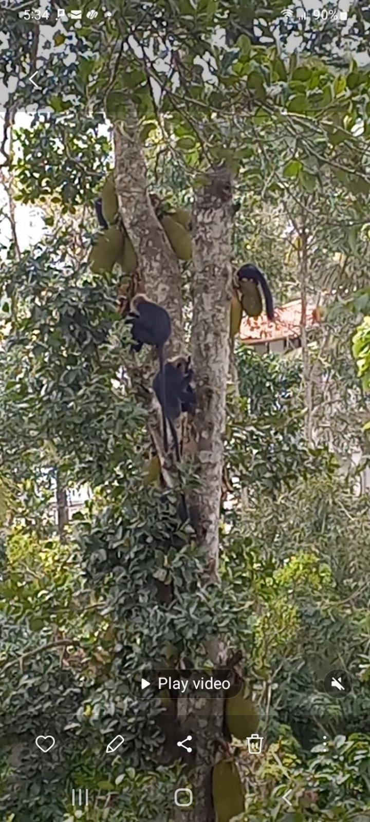 Wild Window - Forest View Homestay Thekkady Exterior photo