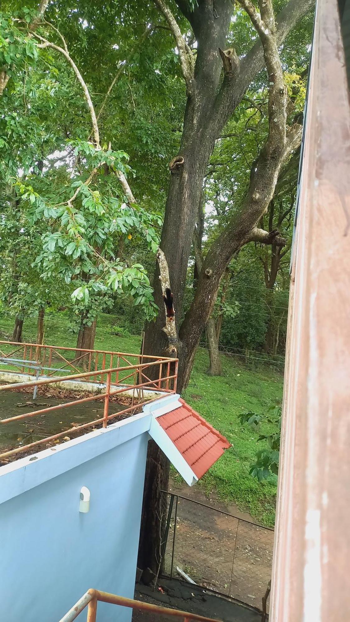 Wild Window - Forest View Homestay Thekkady Exterior photo