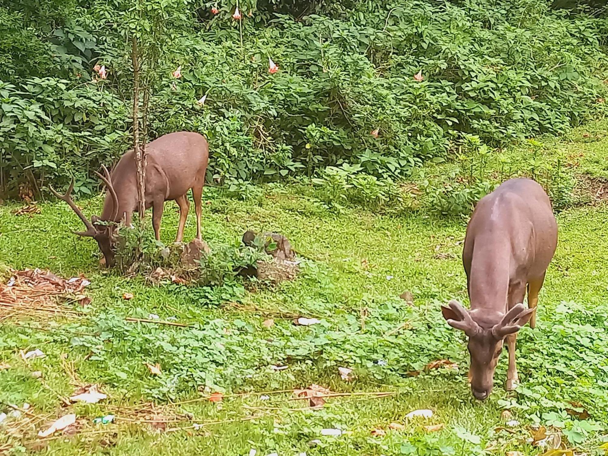 Wild Window - Forest View Homestay Thekkady Exterior photo